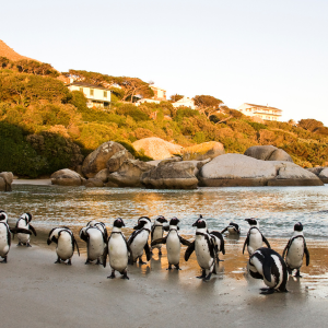 Boulders beach